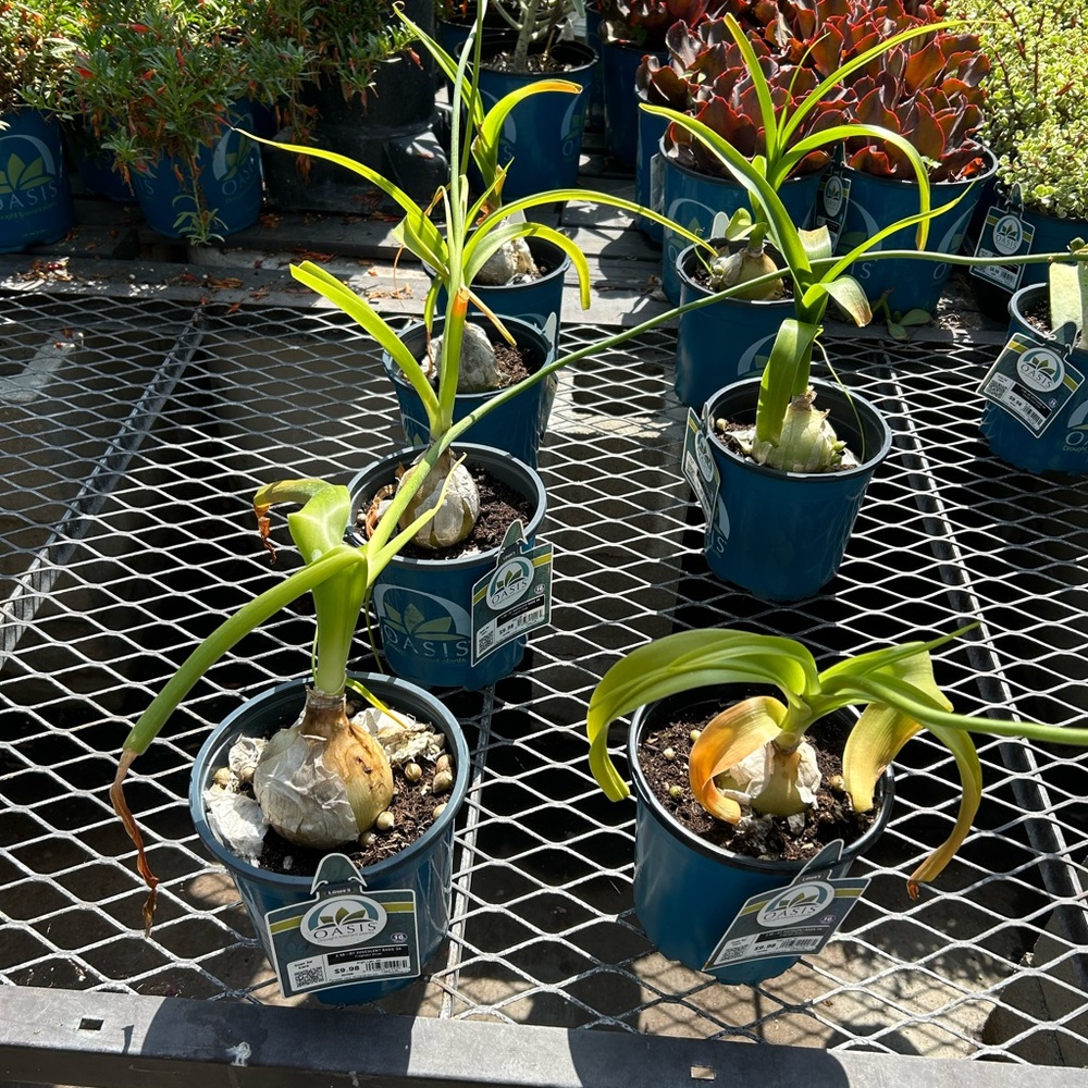 Green Potted Plants in Blue Pots